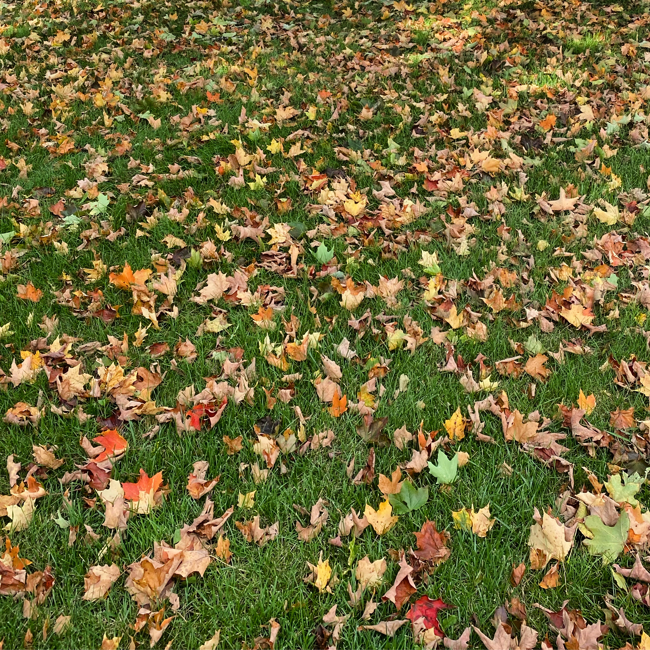 Fall Cleanup and Leaf Removal